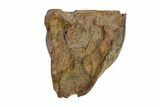 Leptoceratops Tooth - Hell Creek Formation, South Dakota #81649-1